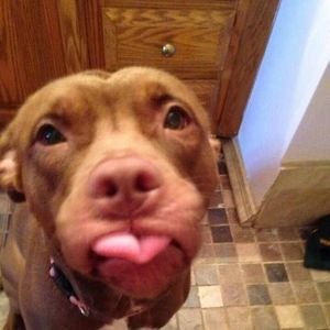 Meet your Posher, Billy